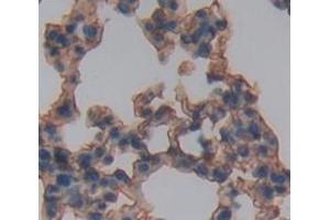 IHC-P analysis of Mouse Tissue, with DAB staining. (IL3RA antibody  (AA 167-331))