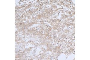 anti-Baculoviral IAP Repeat-Containing 6 (BIRC6) (C-Term) antibody