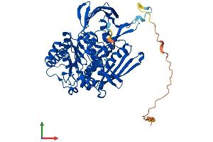 AlphaFold protein structure predicition of Mouse Recombinant Isyna1 Protein, UniprotID Q9JHU9 (ISYNA1 Protein (AA 1-557) (His tag))
