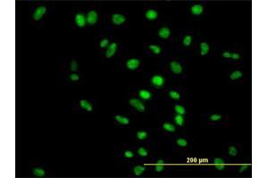 Immunofluorescence (IF) image for anti-Apurinic/Apyrimidinic Endonuclease 1 (APEX1) (AA 1-318) antibody (ABIN513392)