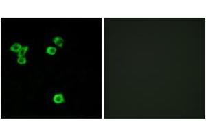 Immunofluorescence analysis of LOVO cells, using RPS6KC1 Antibody. (RPS6KC1 antibody  (AA 231-280))