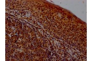 IHC image of ABIN7150422 diluted at 1:400 and staining in paraffin-embedded human tonsil tissue performed on a Leica BondTM system. (POLR2A/RPB1 antibody  (AA 76-298))