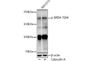 Western blot analysis of extracts of NIH/3T3 cells, using (ABIN7265948) at 1:1000 dilution. (BRD4 antibody  (pThr204))