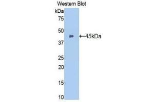 Western Blotting (WB) image for anti-Integrin alpha M (ITGAM) (AA 301-451) antibody (ABIN1174919) (CD11b antibody  (AA 301-451))