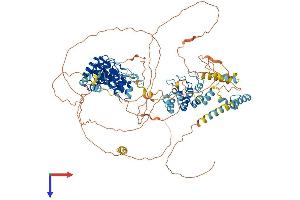 AlphaFold protein structure predicition of Mouse Recombinant Anks6 Protein, UniprotID Q6GQX6 (ANKS6 Protein (AA 1-883) (His tag))
