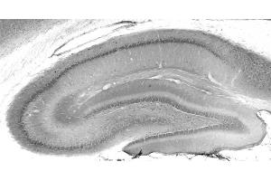 Adult rat hippocampus immunohistochemistry. (MESDC2 antibody  (AA 30-95))