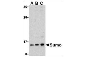 Western blot analysis of sumo in HL-60 cell lysate with this product at (A) 0.