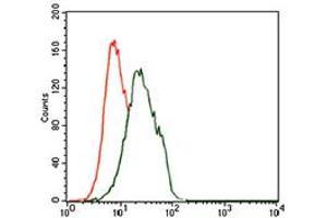 Image no. 5 for anti-Forkhead Box P1 (FOXP1) antibody (ABIN1491561) (FOXP1 antibody)