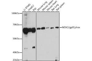 Western blot analysis of extracts of various cell lines, using NOX2/gp91phox antibody (ABIN6134041, ABIN6139300, ABIN6139301 and ABIN6216051) at 1:1000 dilution. (CYBB antibody  (AA 100-200))