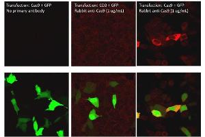 Immunofluorescence of Rabbit Anti-Cas9 Antibody. (CRISPR-Cas9 (C-Term) antibody (DyLight 680))
