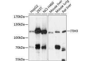 Western blot analysis of extracts of various cell lines, using ITIH3 antibody (ABIN6129777, ABIN6142595, ABIN6142596 and ABIN6225008) at 1:3000 dilution.