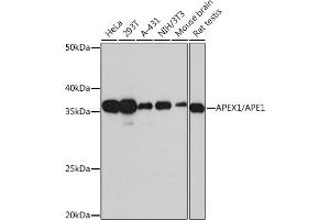 Western blot analysis of extracts of various cell lines, using // Rabbit mAb (ABIN7265650) at 1:1000 dilution. (APEX1 antibody)