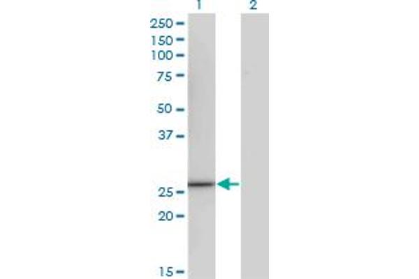CCRK antibody  (AA 183-257)
