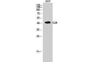 Western Blotting (WB) image for anti-G Protein-Coupled Receptor 132 (GPR132) (C-Term) antibody (ABIN3184709) (G Protein-Coupled Receptor 132 antibody  (C-Term))