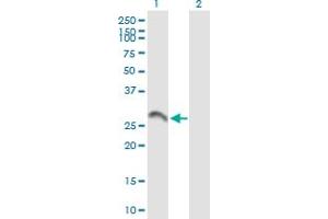 Western Blot analysis of BDNF expression in transfected 293T cell line by BDNF MaxPab polyclonal antibody. (BDNF antibody  (AA 1-247))