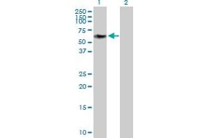 Western Blot analysis of ZNF490 expression in transfected 293T cell line by ZNF490 MaxPab polyclonal antibody. (ZNF490 antibody  (AA 1-529))