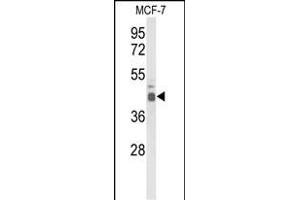 Western blot analysis of ELF3 Antibody (C-term) (ABIN653393 and ABIN2842854) in MCF-7 cell line lysates (35 μg/lane).