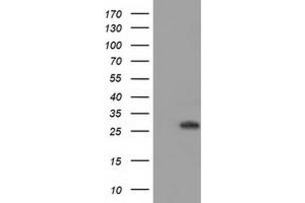 BIN3 antibody