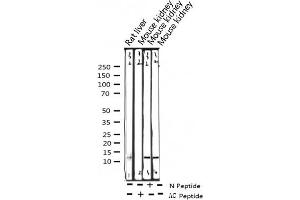 Western blot analysis of Acetyl-Histone H4 (Lys5) expression in various lysates (Histone H4 antibody  (acLys5))