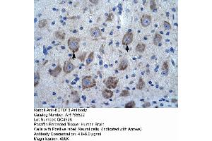 Human Brain (KCTD13 antibody  (N-Term))