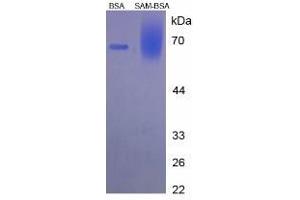 Image no. 2 for S-Adenosyl-Methionine (SAM) protein (BSA) (ABIN1880111) (S-Adenosyl-Methionine Protein (SAM) (BSA))