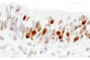 Immunohistochemistry (IHC) image for anti-Importin Subunit alpha-1 (KPNA2) (C-Term) antibody (ABIN7448767) (Importin Subunit alpha-1 (KPNA2) (C-Term) antibody)