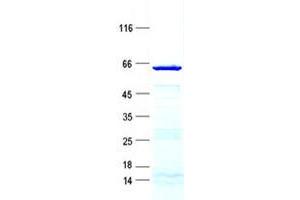 Validation with Western Blot (Syntaxin 11 Protein (STX11) (GST tag,His tag))