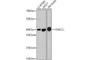 Western blot analysis of extracts of various cell lines using HDAC11 Polyclonal Antibody at dilution of 1:1000. (HDAC11 antibody)