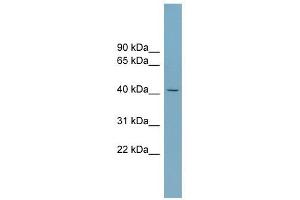SLC30A8 antibody used at 1 ug/ml to detect target protein. (SLC30A8 antibody)