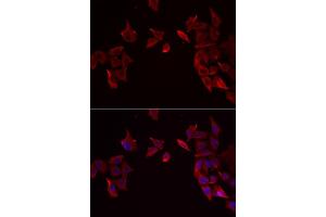 Immunofluorescence analysis of MCF-7 cell using RAMP3 antibody. (RAMP3 antibody)