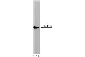 Western Blotting (WB) image for anti-Mitogen-Activated Protein Kinase Kinase 2 (MAP2K2) (AA 1-110) antibody (ABIN967846) (MEK2 antibody  (AA 1-110))