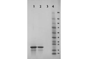 Recombinant Histone H3 acetyl Lys4 analyzed by SDS-PAGE gel.