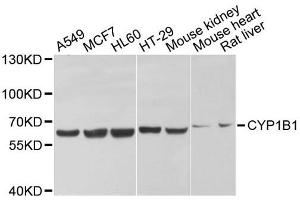 Western blot analysis of extracts of various cell lines, using CYP1B1 antibody. (CYP1B1 antibody  (AA 1-260))