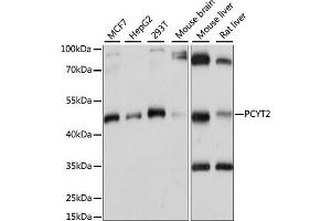 Western blot analysis of extracts of various cell lines, using PCYT2 antibody (ABIN7269277) at 1:1000 dilution. (PCYT2 antibody  (AA 1-389))