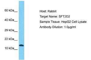 Host: Rabbit Target Name: SFT2D2 Sample Tissue: Human HepG2 Whole Cell Antibody Dilution: 1ug/ml (SFT2D2 antibody  (N-Term))