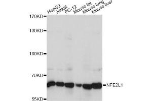 Western blot analysis of extracts of various cell lines, using NFE2L1 antibody (ABIN6293686) at 1:1000 dilution. (NFE2L1 antibody)