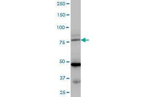 LDB3 MaxPab polyclonal antibody. (LIM Domain Binding 3 Protein antibody  (AA 1-283))