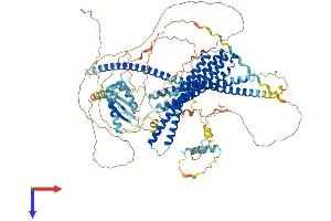 JMY Protein (AA 1-988) (His tag)