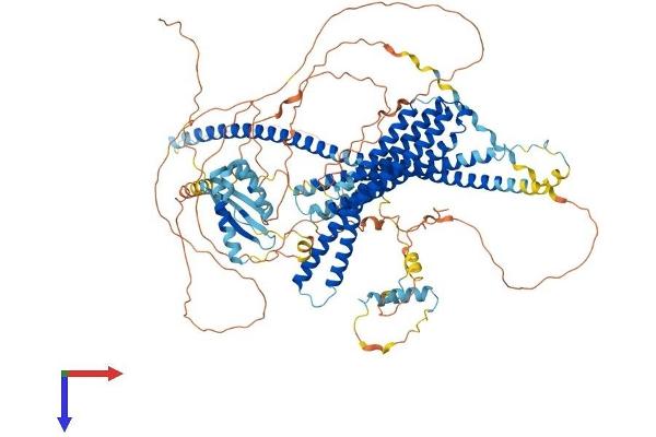 JMY Protein (AA 1-988) (His tag)