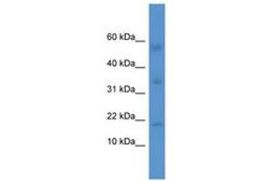 Image no. 1 for anti-Interleukin 1 Family, Member 10 (Theta) (IL1F10) (AA 65-114) antibody (ABIN6746790) (IL1F10 antibody  (AA 65-114))