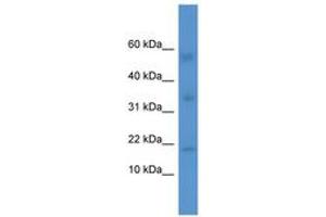 IL1F10 anticorps  (AA 65-114)