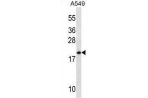Western Blotting (WB) image for anti-Mitochondrial Ribosomal Protein L40 (MRPL40) antibody (ABIN3000389) (MRPL40 antibody)