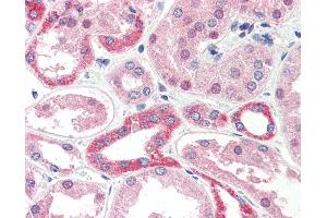 Anti-CADM4 / NECL-4 antibody IHC of human kidney. (Cell Adhesion Molecule 4 antibody  (Internal Region))
