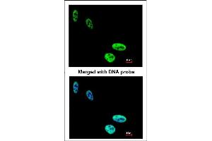 Immunofluorescence analysis of paraformaldehyde-fixed HeLa, using hnRNP C1/C2 antibody at 1:200 dilution. (HNRNPC antibody)