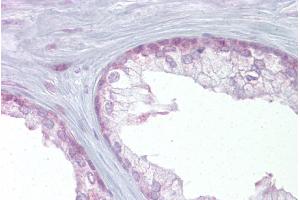 Immunohistochemistry with Prostate tissue at an antibody concentration of 5µg/ml using anti-EDF1 antibody (ARP38383_P050) (EDF1 antibody  (Middle Region))