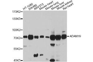 Western blot analysis of extracts of various cell lines, using ADAM19 antibody (ABIN4902833) at 1:3000 dilution. (ADAM19 antibody)