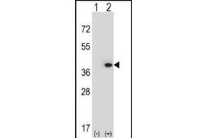 Western blot analysis of MLF1 (arrow) using rabbit polyclonal MLF1 Antibody (N-term) (ABIN390672 and ABIN2840967). (MLF1 antibody  (N-Term))