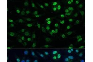 Immunofluorescence (IF) image for anti-Tripartite Motif Containing 28 (TRIM28) antibody (ABIN7260329)