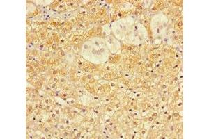 Immunohistochemistry of paraffin-embedded human adrenal gland tissue using ABIN7149134 at dilution of 1:100 (COA6 antibody  (AA 1-125))