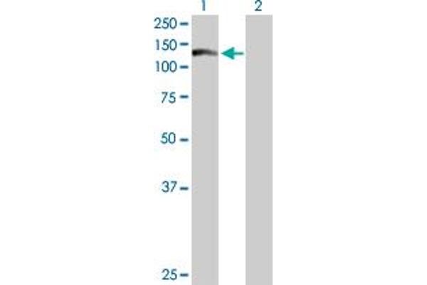 WDR66 antibody  (AA 1-946)